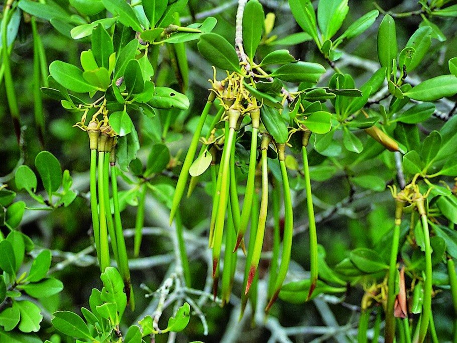 Propagul Kandelia candel